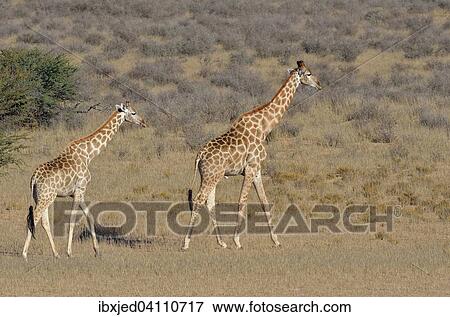 Giraffes (Giraffa camelopardalis), female and male, walking in the dry grass, Kgalagadi Transfrontier Park, Northern Cape, South Africa, Africa View Large Photo Image Stock Photo - Giraffes (Giraffa camelopardalis), female and male, walking in the dry grass, Kgalagadi Transfrontier Park, Northern Cape, South Africa, Africa. Fotosearch