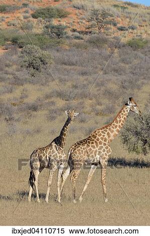 Giraffes (Giraffa camelopardalis), female standing and male walking, in the dry grass, Kgalagadi Transfrontier Park, Northern Cape, South Africa, Africa View Large Photo Image Stock Photography - Giraffes (Giraffa camelopardalis), female standing and male walking, in the dry grass, Kgalagadi Transfrontier Park, Northern Cape, South Africa, Africa. Fotosearch