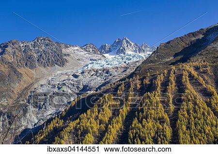 Glacier du Tour and Aiguille du Tour in Mont Blanc Massif, autumnal larch forest, Chamonix, Rhone-Alpes, France, Europe View Large Photo Image Stock Image - Glacier du Tour and Aiguille du Tour in Mont Blanc Massif, autumnal larch forest, Chamonix, Rhone-Alpes, France, Europe. Fotosearch