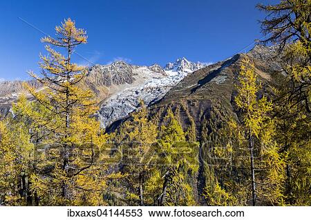 Glacier du Tour in Mont Blanc massif with autumnal larch forest, Chamonix, Rhone-Alpes, France, Europe View Large Photo Image Stock Image - Glacier du Tour in Mont Blanc massif with autumnal larch forest, Chamonix, Rhone-Alpes, France, Europe. Fotosearch