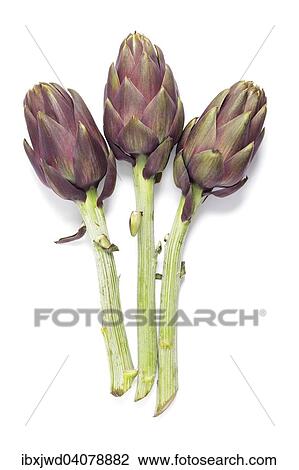 Globe artichokes View Large Photo Image Stock Image - Globe artichokes. Fotosearch