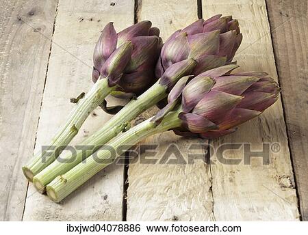 Stock Photograph - Globe artichokes. Fotosearch
