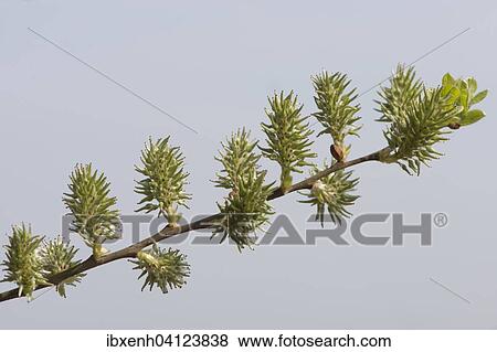 Stock Photo - Goat willow (Salix caprea), seed formation, Lower Saxony, Germany, Europe. Fotosearch