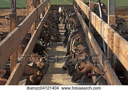 Goats at feeding time in the stable, Othenstorf, Mecklenburg-Western Pomerania, Germany, Europe View Large Photo Image Picture - Goats at feeding time in the stable, Othenstorf, Mecklenburg-Western Pomerania, Germany, Europe. Fotosearch