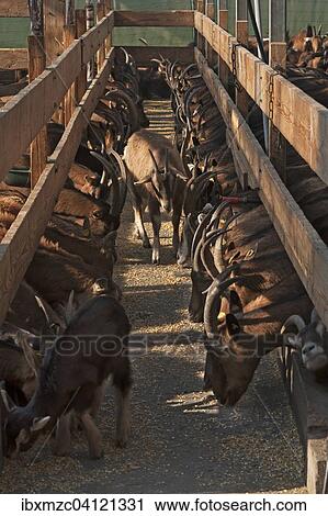 Goats at feeding time in the stable, Othenstorf, Mecklenburg-Western Pomerania, Germany, Europe View Large Photo Image Stock Image - Goats at feeding time in the stable, Othenstorf, Mecklenburg-Western Pomerania, Germany, Europe. Fotosearch