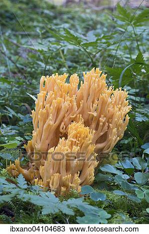 Stock Image - Goat's beard mushroom (Ramaria aurea), Tyrol, Austria, Europe. Fotosearch
