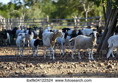 Goats (Capra hircus aegagrus), Bahia, Brazil, South America View Large Photo Image Picture - Goats (Capra hircus aegagrus), Bahia, Brazil, South America. Fotosearch