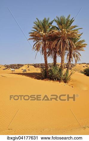 Goats under date palms in sand, Rachid oasis, Tagant region, Mauritania, Africa View Large Photo Image Stock Image - Goats under date palms in sand, Rachid oasis, Tagant region, Mauritania, Africa. Fotosearch