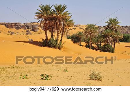 Goats under date palms in sand, Rachid oasis, Tagant region, Mauritania, Africa View Large Photo Image Stock Photo - Goats under date palms in sand, Rachid oasis, Tagant region, Mauritania, Africa. Fotosearch