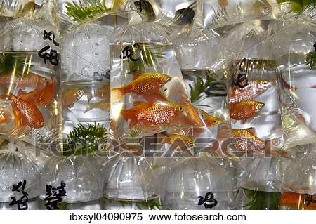 Gold fish for sale in bags, Goldfish Market, Kowloon, Hong Kong, China, Asia View Large Photo Image Stock Photography - Gold fish for sale in bags, Goldfish Market, Kowloon, Hong Kong, China, Asia. Fotosearch