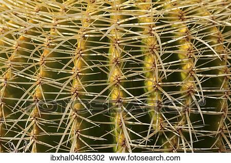 Golden Barrel Cactus (Echinocactus grusonii), La Gomera, Canary Islands, Spain, Europe View Large Photo Image Stock Image - Golden Barrel Cactus (Echinocactus grusonii), La Gomera, Canary Islands, Spain, Europe. Fotosearch