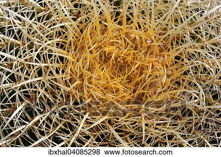 Golden Barrel Cactus (Echinocactus grusonii), La Gomera, Canary Islands, Spain, Europe View Large Photo Image Stock Photo - Golden Barrel Cactus (Echinocactus grusonii), La Gomera, Canary Islands, Spain, Europe. Fotosearch