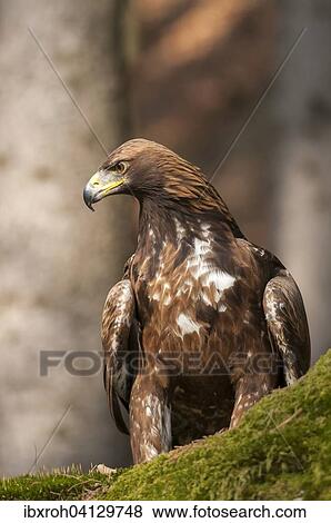 Stock Photo - Golden Eagle (Aquila chrysaetos), Carinthia, Austria, Europe. Fotosearch