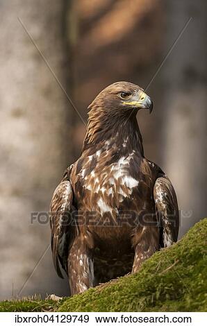 Golden Eagle (Aquila chrysaetos), Carinthia, Austria, Europe View Large Photo Image Stock Photo - Golden Eagle (Aquila chrysaetos), Carinthia, Austria, Europe. Fotosearch