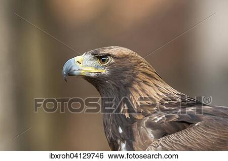Stock Photograph - Golden Eagle (Aquila chrysaetos), Carinthia, Austria, Europe. Fotosearch