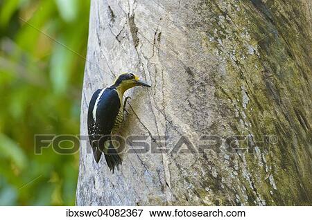 Stock Photo - Golden-naped Woodpecker (Melanerpes chrysauchen) working on a tree, Puntarenas Province, Costa Rica, North America. Fotosearch