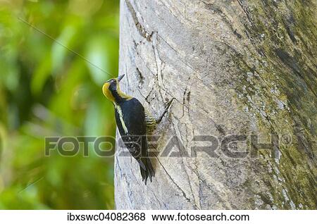 Stock Photo - Golden-naped Woodpecker (Melanerpes chrysauchen) on a tree, Puntarenas Province, Costa Rica, North America. Fotosearch