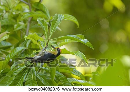 Golden-naped Woodpecker (Melanerpes chrysauchen) clinging to a plant removing leaves, Puntarenas Province, Costa Rica, North America View Large Photo Image Stock Photograph - Golden-naped Woodpecker (Melanerpes chrysauchen) clinging to a plant removing leaves, Puntarenas Province, Costa Rica, North America. Fotosearch