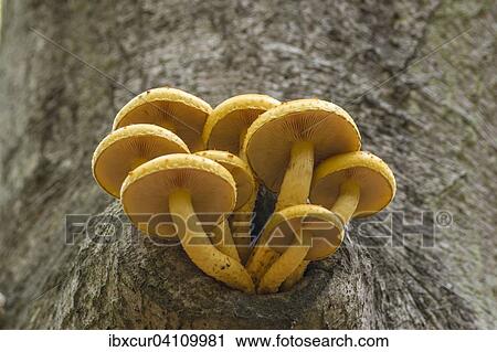 Stock Image - Golden Scalycap (Pholiota aurivella) on a red beech tree, Darss, Mecklenburg-Western Pomerania, Germany, Europe. Fotosearch