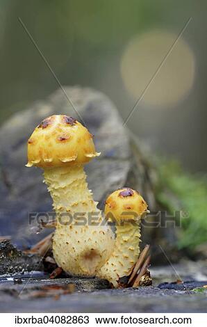 Golden Scalycap (Pholiota aurivella), Darss, Western Pomerania Lagoon Area National Park, Mecklenburg-Western Pomerania, Germany, Europe View Large Photo Image Stock Image - Golden Scalycap (Pholiota aurivella), Darss, Western Pomerania Lagoon Area National Park, Mecklenburg-Western Pomerania, Germany, Europe. Fotosearch