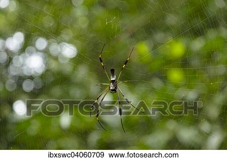 Golden Silk Orbweaver (Nephila clavipes) on the web, Puntarenas Province, Costa Rica, North America View Large Photo Image Stock Photo - Golden Silk Orbweaver (Nephila clavipes) on the web, Puntarenas Province, Costa Rica, North America. Fotosearch