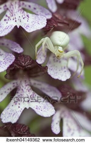 Stock Image - Goldenrod Crab Spider (Misumena vatia) on Lady Orchid (Orchis purpurea), Rothenstein nature reserve, Thuringia, Germany, Europe. Fotosearch