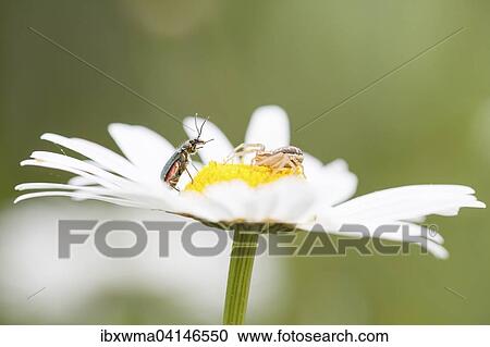 Goldenrod Crab Spider (Misumena vatia) stalking a beetle on an Oxeye Daisy (Leucanthemum vulgare), Hesse, Germany, Europe View Large Photo Image Stock Image - Goldenrod Crab Spider (Misumena vatia) stalking a beetle on an Oxeye Daisy (Leucanthemum vulgare), Hesse, Germany, Europe. Fotosearch