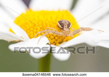 Goldenrod Crab Spider (Misumena vatia) on Oxeye Daisy (Leucanthemum vulgare), Hesse, Germany, Europe View Large Photo Image Stock Photograph - Goldenrod Crab Spider (Misumena vatia) on Oxeye Daisy (Leucanthemum vulgare), Hesse, Germany, Europe. Fotosearch