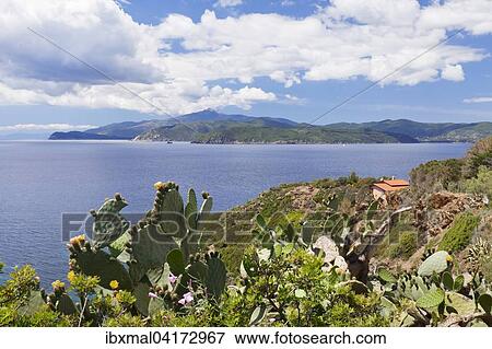 Golfo Stella, Elba, Province of Livorno, Tuscany, Italy, Europe View Large Photo Image Stock Photo - Golfo Stella, Elba, Province of Livorno, Tuscany, Italy, Europe. Fotosearch