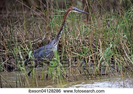Goliath Heron (Ardea goliath), adult, foraging in the water, Saint Lucia Estuary, iSimangaliso Wetland Park, Kwazulu Natal, South Africa, Africa View Large Photo Image Stock Photograph - Goliath Heron (Ardea goliath), adult, foraging in the water, Saint Lucia Estuary, iSimangaliso Wetland Park, Kwazulu Natal, South Africa, Africa. Fotosearch