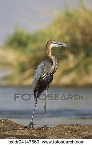 Goliath Heron (Ardea goliath), on a rock island in the Chobe River, Chobe National Park, Botswana, Africa View Large Photo Image Stock Image - Goliath Heron (Ardea goliath), on a rock island in the Chobe River, Chobe National Park, Botswana, Africa. Fotosearch