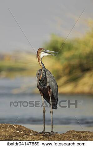 Goliath Heron (Ardea goliath), on a rock island in the Chobe River, Chobe National Park, Botswana, Africa View Large Photo Image Stock Photo - Goliath Heron (Ardea goliath), on a rock island in the Chobe River, Chobe National Park, Botswana, Africa. Fotosearch