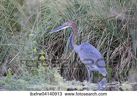 Goliath heron (Ardea goliath) on the hunt, stalking the shore's edge, close-up, Lower Zambezi National Park, Zambia, Africa View Large Photo Image Stock Image - Goliath heron (Ardea goliath) on the hunt, stalking the shore's edge, close-up, Lower Zambezi National Park, Zambia, Africa. Fotosearch