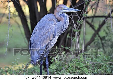 Goliath heron (Ardea goliath), portrait, close-up, Lower Zambezi National Park, Zambia, Africa View Large Photo Image Picture - Goliath heron (Ardea goliath), portrait, close-up, Lower Zambezi National Park, Zambia, Africa. Fotosearch
