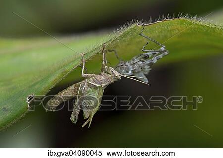 Grasshopper (Caelifera), hatching from nymph, Tambopata Nature Reserve, Madre de Dios Region, Peru, South America View Large Photo Image Stock Photography - Grasshopper (Caelifera), hatching from nymph, Tambopata Nature Reserve, Madre de Dios Region, Peru, South America. Fotosearch
