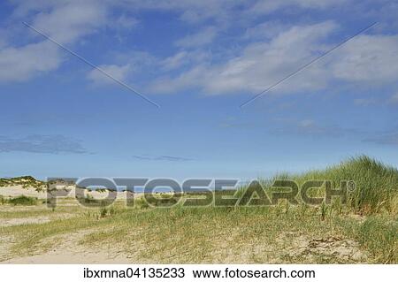 Grassy dunes with blue sky, Norderney, East Frisia, Lower Saxony, Germany, Europe View Large Photo Image Stock Image - Grassy dunes with blue sky, Norderney, East Frisia, Lower Saxony, Germany, Europe. Fotosearch