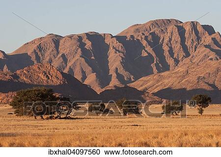 Grassy steppe with Camel Thorn trees (Vachellia erioloba), near Sesriem Camp, evening light, Naukluft Mountains at the back, Sesriem, Namibia, Africa View Large Photo Image Stock Image - Grassy steppe with Camel Thorn trees (Vachellia erioloba), near Sesriem Camp, evening light, Naukluft Mountains at the back, Sesriem, Namibia, Africa. Fotosearch
