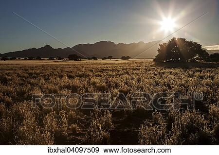 Stock Photo - Grassy steppe with Camel Thorn trees (Vachellia erioloba), near Sesriem Camp, backlight, evening light, Sesriem, Namibia, Africa. Fotosearch
