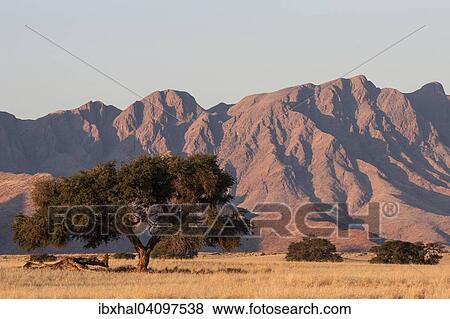 Grassy steppe with Camel Thorn trees (Vachellia erioloba), near Sesriem Camp, evening light, Naukluft Mountains at the back, Sesriem, Namibia, Africa View Large Photo Image Stock Photo - Grassy steppe with Camel Thorn trees (Vachellia erioloba), near Sesriem Camp, evening light, Naukluft Mountains at the back, Sesriem, Namibia, Africa. Fotosearch