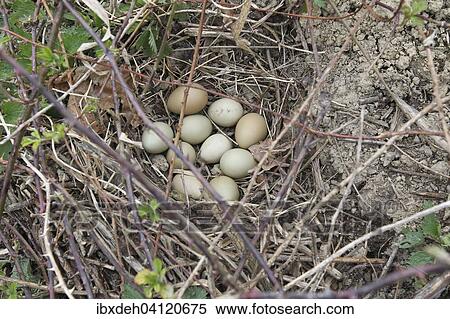 Gray Partridge eggs (Perdix perdix), nest with eight eggs and two pheasant eggs, Lower Austria, Austria, Europe View Large Photo Image Stock Photography - Gray Partridge eggs (Perdix perdix), nest with eight eggs and two pheasant eggs, Lower Austria, Austria, Europe. Fotosearch