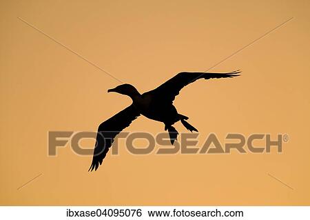 Great Cormorant (Phalacrocorax carbo) silhouette in flight at sunrise, Djoudj National Park, Senegal, Africa View Large Photo Image Stock Photograph - Great Cormorant (Phalacrocorax carbo) silhouette in flight at sunrise, Djoudj National Park, Senegal, Africa. Fotosearch