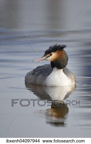 Picture - Great Crested Grebe (Podiceps cristatus), Emsland, Lower Saxony, Germany, Europe. Fotosearch