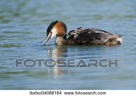Great Crested Grebe (Podiceps cristatus), adult and chicks, Thuringia, Germany, Europe View Large Photo Image Picture - Great Crested Grebe (Podiceps cristatus), adult and chicks, Thuringia, Germany, Europe. Fotosearch