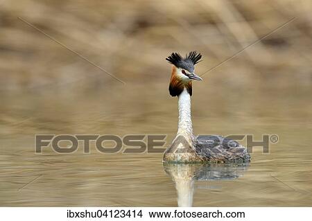 Picture - Great Crested Grebe (Podiceps cristatus), Lake Lucerne, Canton of Lucerne, Switzerland, Europe. Fotosearch