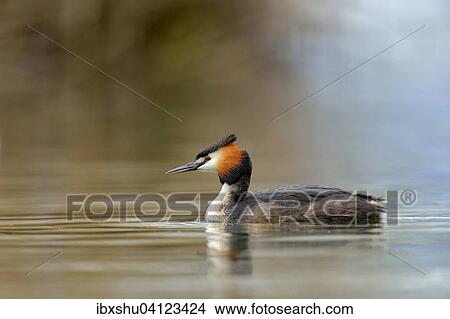 Great Crested Grebe (Podiceps cristatus), Lake Lucerne, Canton of Lucerne, Switzerland, Europe View Large Photo Image Picture - Great Crested Grebe (Podiceps cristatus), Lake Lucerne, Canton of Lucerne, Switzerland, Europe. Fotosearch