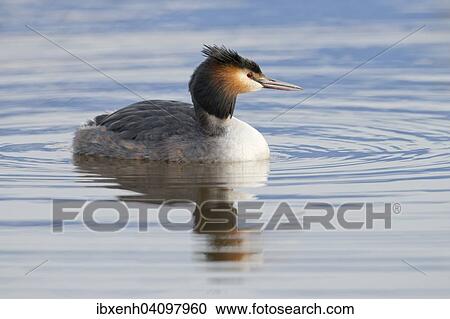 Stock Image - Great Crested Grebe (Podiceps cristatus), Emsland, Lower Saxony, Germany, Europe. Fotosearch