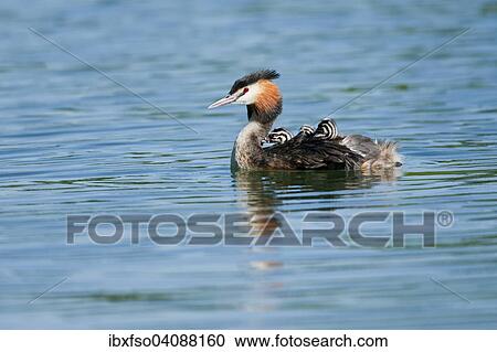 Great Crested Grebe (Podiceps cristatus), adult and chicks, Thuringia, Germany, Europe View Large Photo Image Stock Image - Great Crested Grebe (Podiceps cristatus), adult and chicks, Thuringia, Germany, Europe. Fotosearch