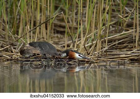 Stock Image - Great Crested Grebe (Podiceps cristatus) sitting on nest, Lake Lucerne, Canton of Lucerne, Switzerland, Europe. Fotosearch