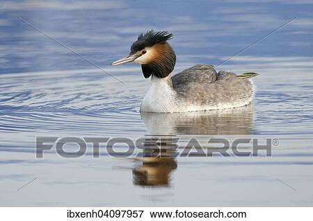 Stock Photo - Great Crested Grebe (Podiceps cristatus), Emsland, Lower Saxony, Germany, Europe. Fotosearch