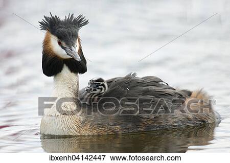 Great crested grebe (Podiceps cristatus) with chicks, Emsland, Lower Saxony, Germany, Europe View Large Photo Image Stock Photo - Great crested grebe (Podiceps cristatus) with chicks, Emsland, Lower Saxony, Germany, Europe. Fotosearch
